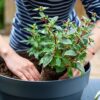 plant 4 - Image 2